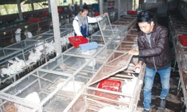 Đôi bạn trẻ chăm sóc đàn thỏ tại trại thỏ của mình