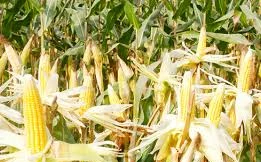 Nguy cơ mất mùa ngô do nắng nóng