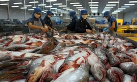 Nâng cao giá trị cho cá tra Việt