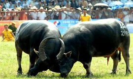 Phúc Thọ: Chọi trâu đoạt vàng