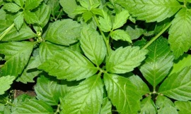 Cây Giảo Cổ Lam