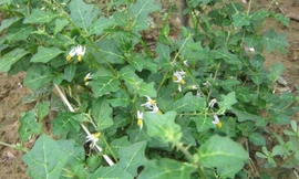 Cây Cà gai leo là dược liệu đã được nghiên cứu kỹ lưỡng 