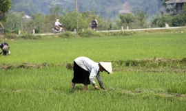 Người dân tộc Thái đang làm lúa tại cánh đồng xã Mường Phăng, huyện Điện Biên, TP Điện Biên. Ảnh: Như ý