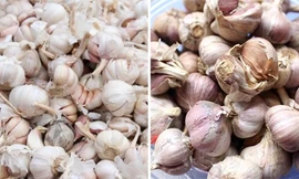 Phân biệt tỏi ta với tỏi Trung Quốc