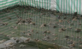 Ếch nuôi trong bể lót ni lông. ẢNH: NGỌC HUYỀN