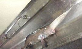 Bắt được cá mũi dài, gai độc kỳ quái