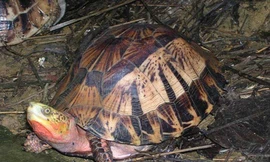 Một cá thể Rùa hộp trán vàng miền Nam được phát hiện tại cao nguyên Lang Biang - Lâm Đồng Ảnh: Nguyễn Hiền