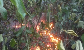 Cháy rừng thông, bom bi nổ chí chát