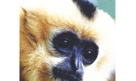 Mai phục hậu duệ Tề thiên giữa rừng Cát Tiên