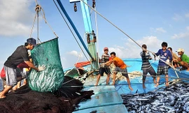 Thủ tướng yêu cầu xử lý dứt điểm tàu cá ‘3 không’ trước ngày 20/11 