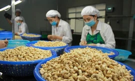 Xuất khẩu điều nguy cơ mất hàng trăm triệu USD: Thủ tướng chỉ đạo khẩn trương tháo gỡ 