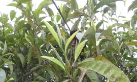 'Mặc váy ngắn hái chè, vị sẽ khác'