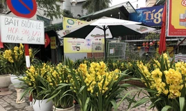 Đơn vị cung cấp Lan Hồ Điệp lớn nhất miền Bắc cũng căng biển mua 1 tặng 1