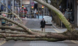 Một cây lớn bị quật đổ do gió bão tại Anh. Ảnh: Getty.