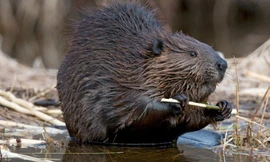 Ảnh minh họa: SPL.