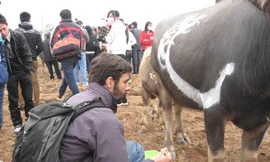 Một họa sĩ nước ngoài vẽ trâu tại lễ hội tịch điền năm 2010