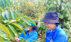 Đoàn thanh niên hỗ trợ gia đình khó khăn thu hoạch cà phê