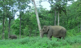 Voi là bạn thân thiết của con người