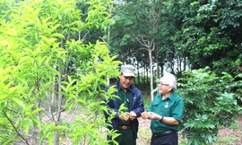 Hội cựu TNXP xây dựng quỹ hơn 4,4 tỷ đồng, hỗ trợ hội viên phát triển kinh tế