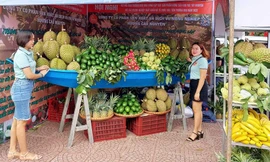 Hội nông dân Đắk Lắk kêu gọi xóa bỏ thói quen 'rau 2 luống, lợn 2 chuồng'