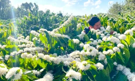 Độc lạ trải nghiệm hương hoa cà phê kiểu mới