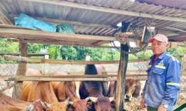 Người tiên phong làm kinh tế giỏi tại buôn cổ nhất Tây Nguyên