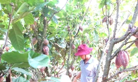 'Đột nhập' vườn ca cao trĩu quả đang vào vụ thu hoạch