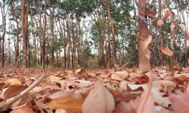 Cao su mùa thay lá 