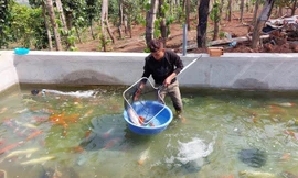 Nuôi cá 'quý tộc', chàng trai vùng sâu thu nhập cả tỉ đồng mỗi năm