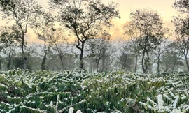 Mùa hoa cà phê bung cánh trắng như tuyết đẹp ngỡ ngàng