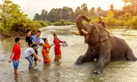 Dàn voi tập duyệt cho Lễ hội cà phê Đắk Lắk