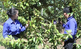 Trung ương Đoàn số hóa gần 10.000 cây sầu riêng