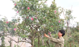 Từ vườn hồng tặng mẹ, chàng trai có doanh thu nhiều người mơ ước