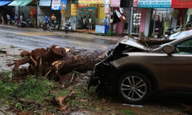 Ô tô mất lái lao lên vỉa hè, đâm nghiêng cây thông cổ thụ