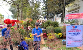 Đoàn thanh niên bán hoa đào gây quỹ, tiếp sức đường dài học sinh nghèo