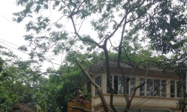 Hiện trường vụ chặt cây sưa. Ảnh: Hoài Thu