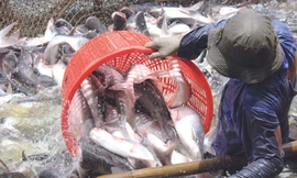 WWF muốn ngành nuôi cá tra Việt Nam dùng tiêu chuẩn ASC. Ảnh: Duy Khương