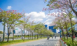 Mê mẩn với 'hoa anh đào' nở rộ giữa lòng Sài Gòn