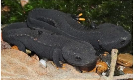 Loài cá cóc Việt Nam.