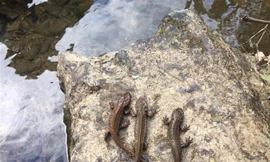 Loài cá lạ có chân mà người dân ghi nhận được ở Cao Bằng là loài cá cóc Quảng Tây. Ảnh: Hoàng Phúc