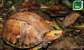 Quy trình nghiêm ngặt thả 47 rùa quý về tự nhiên