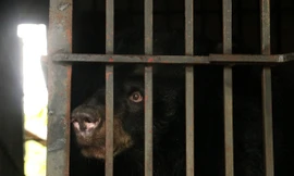 Cá thể gấu được đặt tên Clara- theo tên của nữ y tá người Mỹ từng được mệnh danh là "thiên thần trên chiến trường". 