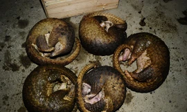 Tê tê Java là loài động vật quý hiếm thường xuyên bị săn bắt, buôn bán trái phép.