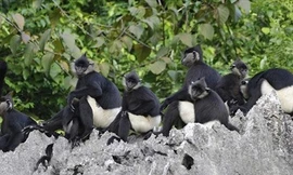 Ba cá thể Voọc mông trắng cực kỳ quý hiếm được tái thả về Tràng An vào hôm nay. Ảnh minh họa.