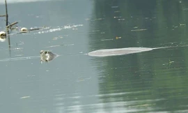 Theo ATP, nhiều người dân địa phương cho rằng có nhiều cá thể loài rùa khổng lồ này hiện đang sống trong hồ Đồng Mô