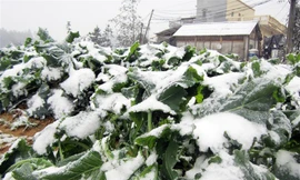 Vùng núi cao có thể đón đợt rét đậm đầu tiên từ ngày mai.