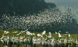 Đầm ngập nước Vân Long được công nhận khu Ramsar quốc tế