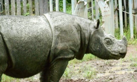 Cá thể tê giác đực Sumatra cuối cùng của Malaysia đã chết