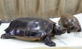 Thêm 2 cá thể rùa được xử lý theo phương pháp chế tác cụ rùa