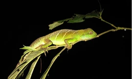 Loài rồng đất quý hiếm ở Việt Nam bị suy giảm nghiêm trọng